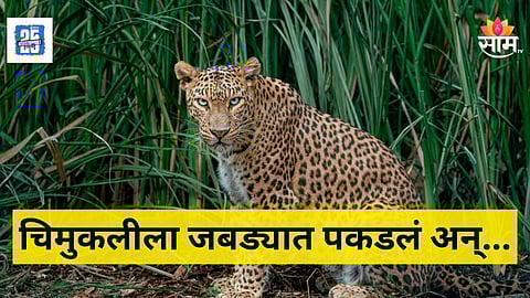Leopard Attack : धक्कदायक! अंगणात खेळणाऱ्या चिमुकलीवर बिबट्याचा हल्ला, जबड्यात पकडलं अन्...