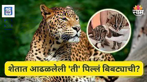 Leopard News : पुण्यानंतर रायगडमध्ये बिबट्याची दहशत? तपासातून समोर आली धक्कादायक बाब,  शेतात आढळलेली 'ती' पिल्लं...