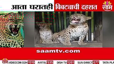 why leopards are entering residential areas in Maharashtra