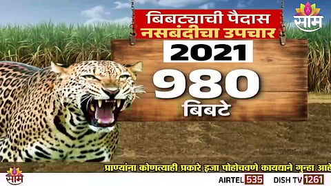Pune leopard crisis and government's response