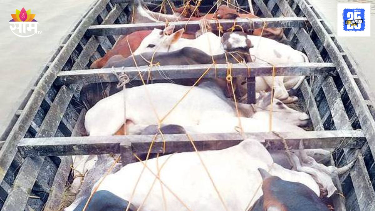 Cow Smuggling Suspect Publicly Humiliated