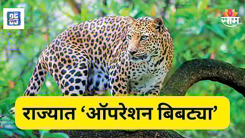 Leopard Attack : ऑपरेशन लेपर्ड! बिबट्याच्या नसबंदीसाठी वनविभागाची सर्वात मोठी मोहीम, पण 'या' आव्हानांचे काय?