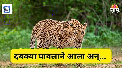 Leopard Attack : शेतात दबा धरून बसला, संधी साधून बिबट्याने दुचाकीवरून जाणाऱ्या नवरा बायकोवर झडप घातली