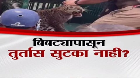 “Shirur residents panic as leopard sightings surge, while authorities clear sterilization for only five leopards amid a population of over two thousand.”