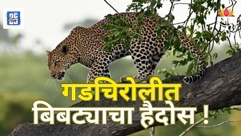 Leopard Attack : धक्कादायक! सरपणासाठी गेल्या परत आल्याचं नाहीत, बिबट्याच्या हल्ल्यात दोन महिलांचा मृत्यू