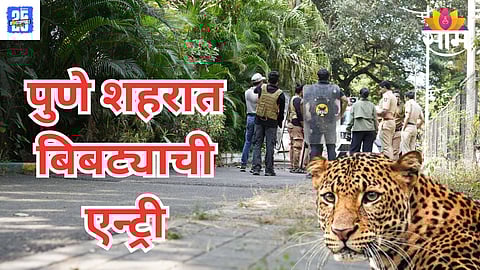 Pune leopard news