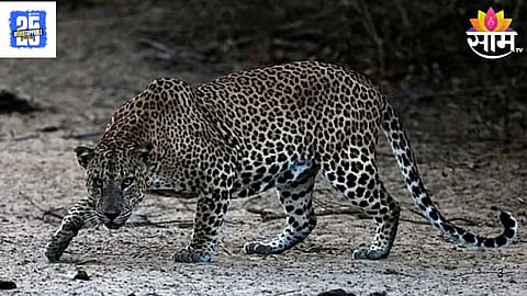 Woman Attack On Leopard: