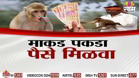 Maharashtra monkey capture reward scheme details