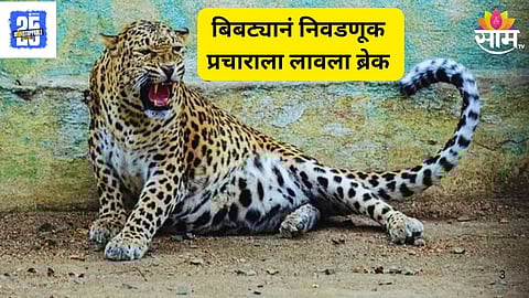 Leopard Scare Halts Election Campaigning: 
