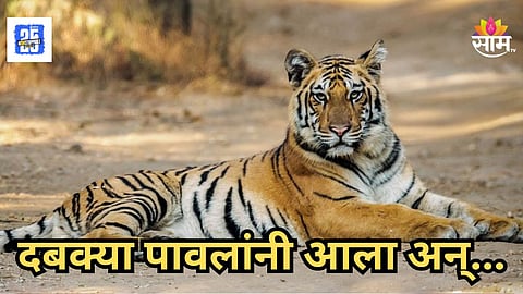 Tiger Attack : शेतात दबा धरून बसला, संधी साधून घातली झडप, वाघाच्या हल्ल्यात महिलेचा मृत्यू