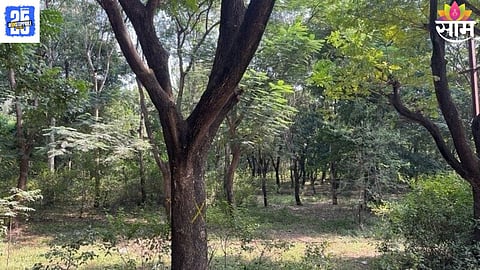 Karuna Munde protesting in Nashik’s Tapovan against the proposed cutting of 35 acres of trees.