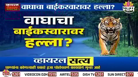 An AI-generated viral clip falsely showing a tiger attacking a biker, debunked by SAM TV investigation.