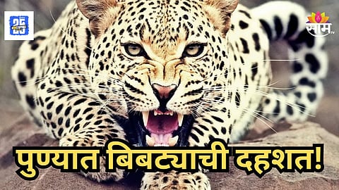 Leopard Attack : आधी पायाला चावा नंतर मानेवर हल्ला, महिला घराबाहेर पडताच बिबट्याने संधी साधली 