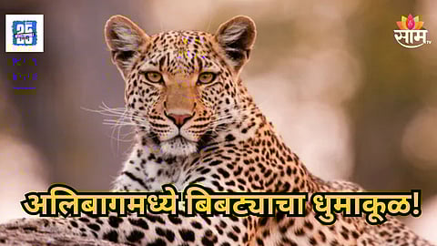 Alibag Leopard : अलिबागमध्ये बिबट्याची दहशत! ५ जणांवर दिवसाढवळ्या हल्ला,  शाळा बंद ठेवण्याचा निर्णय