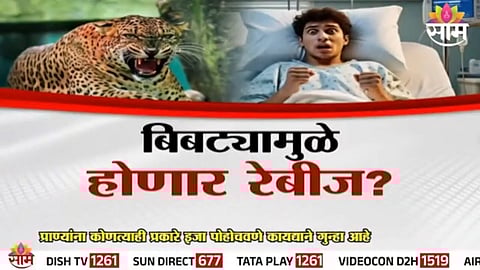 Leopard prowling near human settlements  Experts warn of potential rabies risk from infected prey