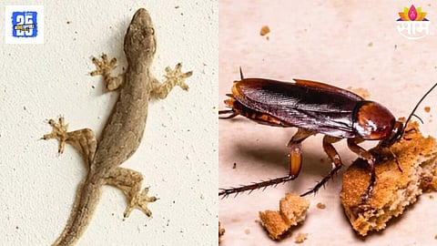 Keep Lizards and Roaches Away Instantly