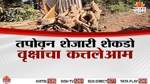 Massive tree cutting spotted near Tapovan in Nashik, where over 300 mature trees were secretly felled for an STP project.