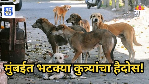 Mumbai : मुंबईत भटक्या कुत्र्यांचा हैदोस, लहान मुलांसह १० जणांवर हल्ला; थरकाप उडवणारा VIDEO