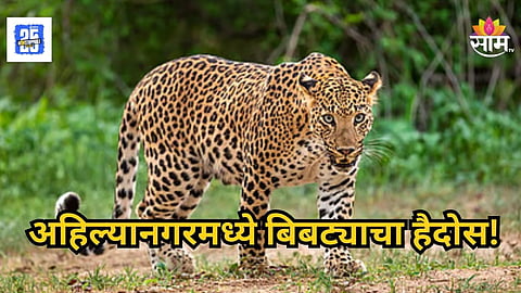 Leopard Attack : अहिल्यानगर हादरलं! बिबट्याच्या हल्ल्यात ४ वर्षीय चिमुकल्याचा मृत्यू