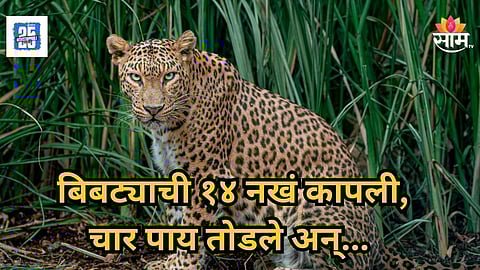 Leopard : ४ पाय कापलेले, १८ नखे गायब, ऊसाच्या शेतात आढलला बिबट्याचा मृतदेह, साताऱ्यात खळबळ