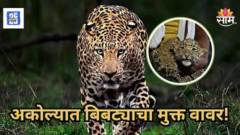 Leopard News : बिबट्या अकोल्यात पोहचला, बाळापूरमध्ये ४ पिल्लांसह आढळला, एक शेतकर्‍याच्या हाती लागले, पण...