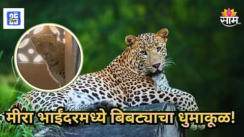 Mumbai Leopard : मीरा भाईंदरच्या हायप्रोफाईल सोयटीत घुसला बिबट्या; ३ जणांवर केला हल्ला, अंगाचे लचके तोडले अन्... 