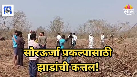 Sangli : सौरऊर्जा प्रकल्पाच्या नावाखाली १२००० झाडांची कत्तल, गावकऱ्यांना ठेवलं अंधारात