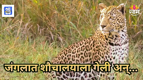Leopard Attack : जंगलात शौचालयाला गेलेल्या तरुणीवर बिबट्याचा प्राणघातक हल्ला, दबक्या पावलाने आला अन्...