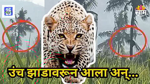 Leopard : नारळाच्या झाडावर लपून बसला, अचानक वावरात आला; बिबट्याची एन्ट्री कॅमेऱ्यात कैद, धडकी भरवणारा VIDEO