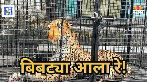 Leopard : खराखुरा बिबट्या पकडला नाही, बदलापुरातील NCP पदाधिकारी संतापले; वनविभागालाच भेट दिला बिबट्या, पण...