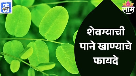 Daily Chewing Drumstick Leaves