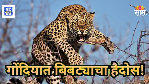 Leopard Attack : आई- बाबांसोबत शेकोटी घेत होता; दबा धरून बसलेल्या बिबट्याने अलगद उचलून नेला; ४ वर्षाच्या चिमुकल्याचा मृत्यू
