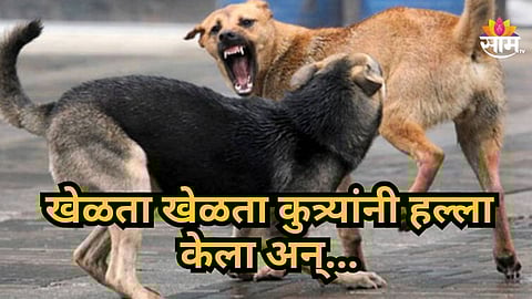 Stray Dog Attack : घराबाहेर खेळताना कुत्र्यांचा हल्ला, १२ वर्षाच्या मुलाचा उपचारादरम्यान मृत्यू