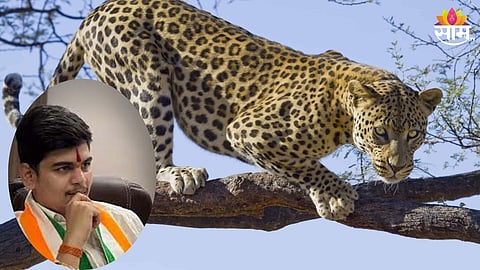 Leopard Attack Congress Leader Grandson