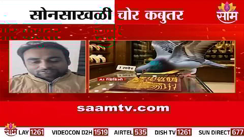 Pigeon Theft: प्रेमाचं प्रतिक म्हणून ओळखला जाणारा निघाला चोर, कबूतराने कशी केली सोनसाखळीची चोरी?