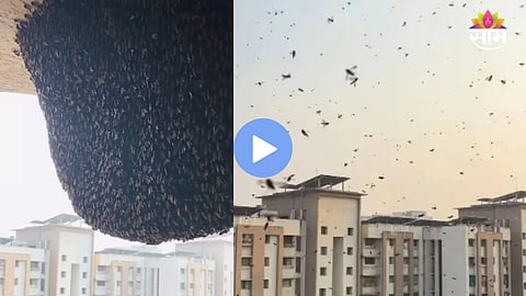 Giant beehive found on 31st floor building