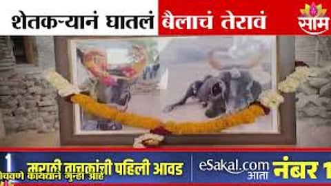 Sambhajinagar : लाडक्या खंड्याच्या मृत्यूनंतर शेतकऱ्यानं घातलं तेरावं , बैलावरच्या प्रेमापोटी मुंडणही केलं