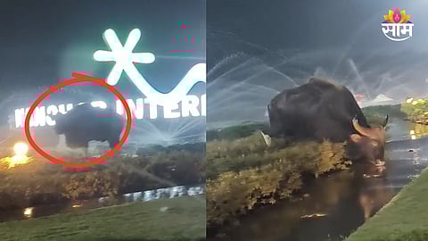 Wild gaur spotted near Mopa International Airport