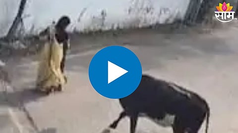 नागपुरात मोकाट वळूच्या हल्ल्यात महिला गंभीर जखमी; नागरिक दहशतीत, प्रशासन उदासीन, VIDEO