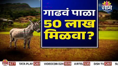 Donkey farming unit under the National Livestock Mission scheme in India