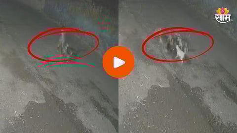Shocking: पुणे हादरले! कुत्र्यांच्या टोळीचा हल्ला, शरीराचे लचके तोडत जागीच संपवलं; थरकाप उडवणारा VIDEO 