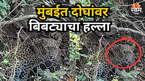 Borivali Leopard Attack News