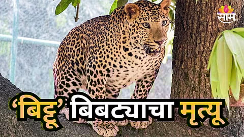 Mumbai : मुंबईतील बिट्टू बिबट्याचा दुर्दैवी मृत्यू; प्राणी प्रेमींकडून हळहळ