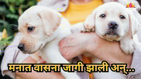 Mumbai : केअर टेकरचं अमानवी कृत्य, २ कुत्र्यांवर अत्याचार; मुंबईतील धक्कदायक प्रकार