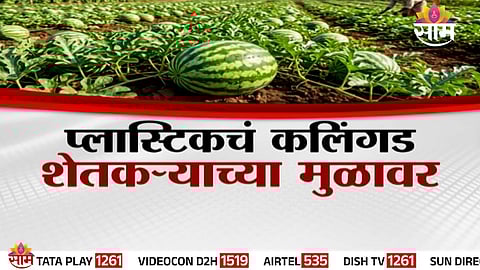 A farmer demonstrates the reality behind the viral ‘plastic watermelon’ claim, debunking social media misinformation.