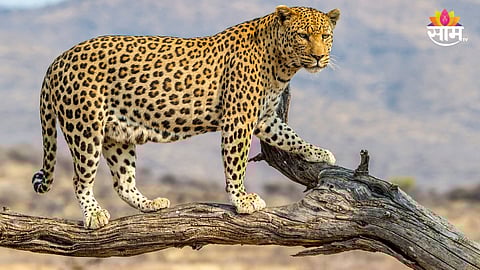 Leopard Attack : शाळा सुटल्यानंतर आंबे काढायला गेला, बिबट्याच्या हल्ल्यात ८ वर्षीय मुलाचा मृत्यू