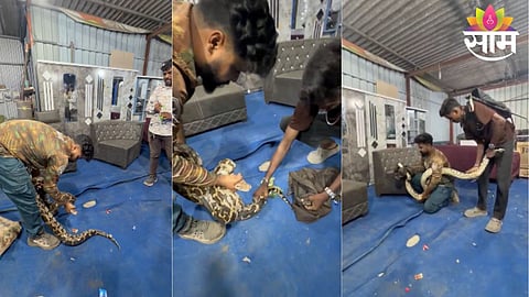 A large python rescued from inside a furniture showroom in Kalyan West’s Gandhari area.
