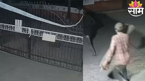 CCTV footage shows thieves stealing sandalwood trees from a housing society in Pune’s Manjari area during early morning hours.