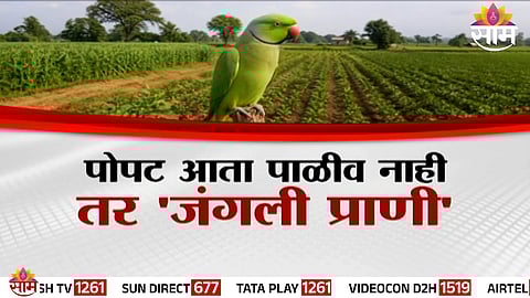 A Wardha farmer wins a decade-long legal battle as parrots are recognized as wildlife, paving the way for crop damage compensation.
