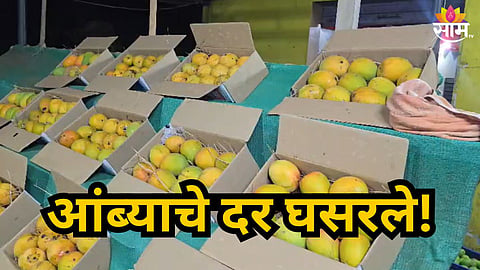 HAPUS AND PAYRI MANGO PRICES DROP DUE TO HIGH MARKET SUPPLY IN KONKAN